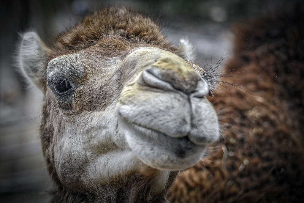 Vetter Bruno_Kamelportr__t.jpg