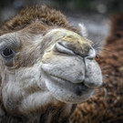 Vetter Bruno_Kamelportr__t.jpg