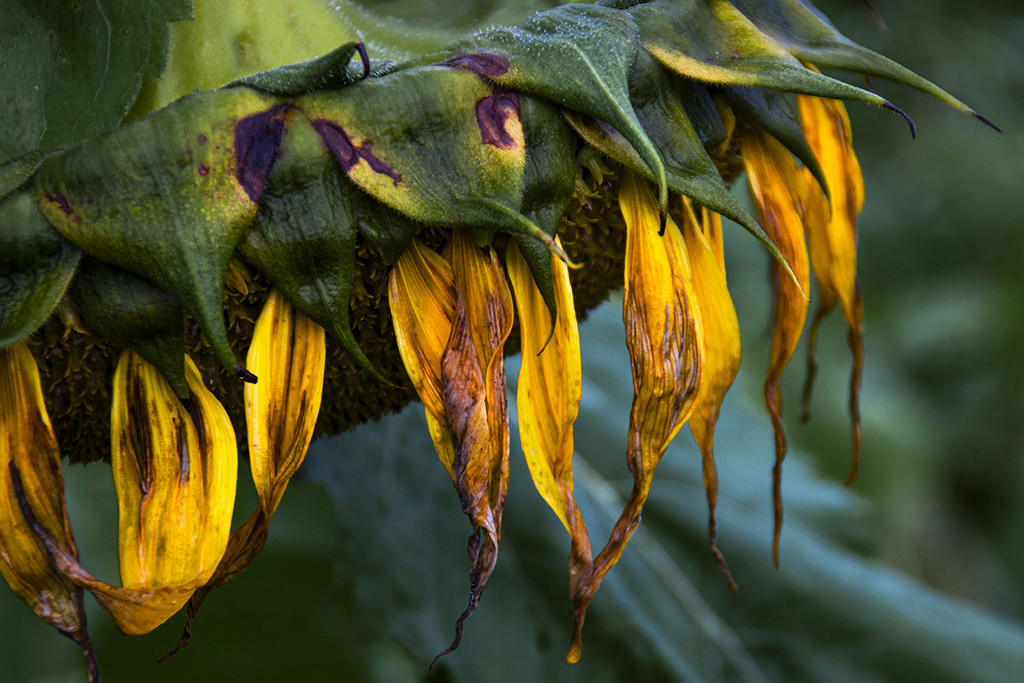 ITabitha_Sonnenblume.jpg