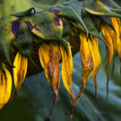 ITabitha_Sonnenblume.jpg