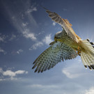 Turmfalke-David.JPG
