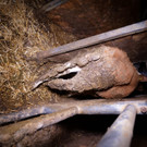 2023_Rinder_NOE_Verletztes_Kalb__6_.JPG