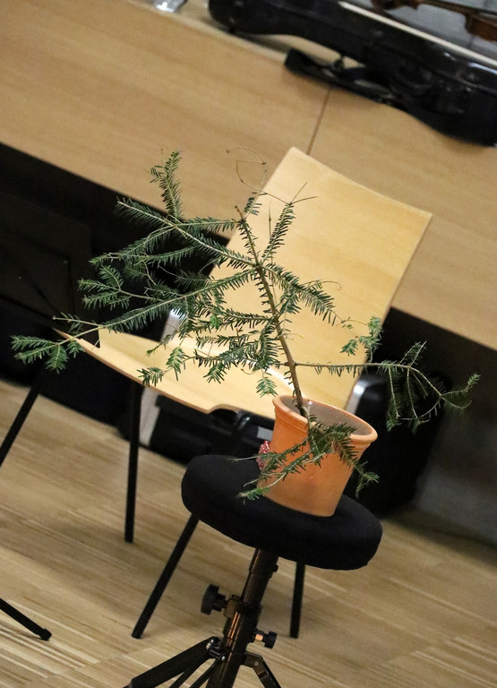 Pannenbaum _5_.JPG