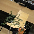 Pannenbaum _5_.JPG