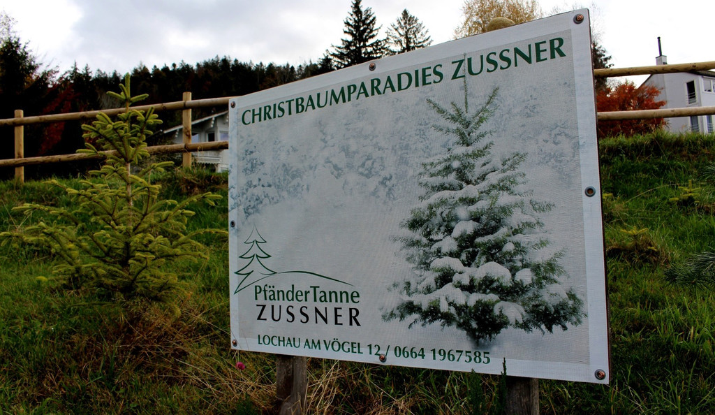 Lochau Zu__ner Pf__nder CHRISTBAUMVERKAUF Dezember 2023 _4_ TERMIN.JPG