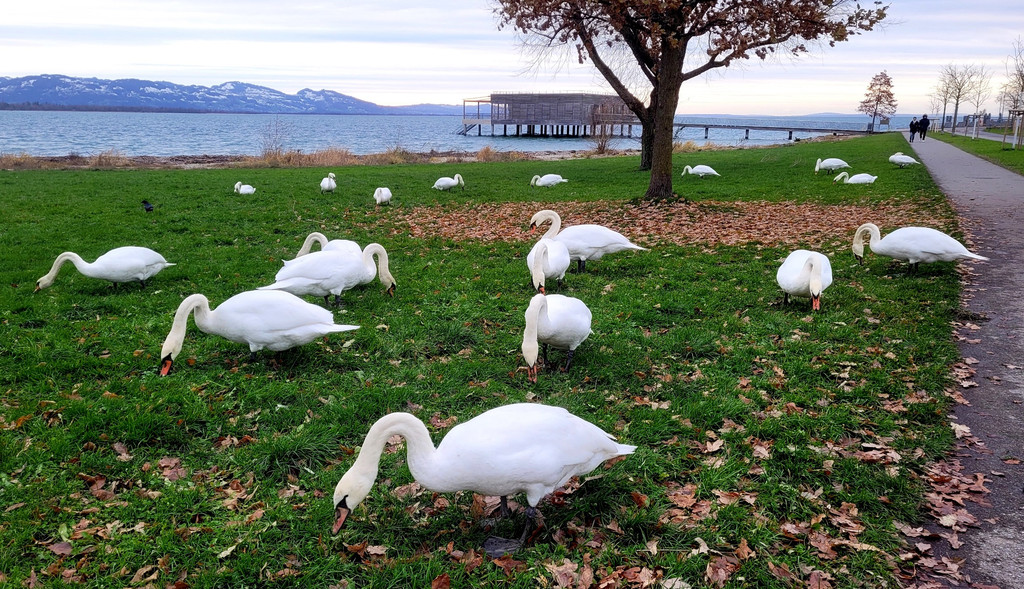 Lochau Schw__ne am GRASEN Kaiserstrand Dezember 2023 _2_.jpg