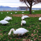 Bodenseeschwäne am Grasen als beliebtes Fotomotiv 