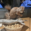 Von schlafenden Igeln und tierischen Wintermänteln