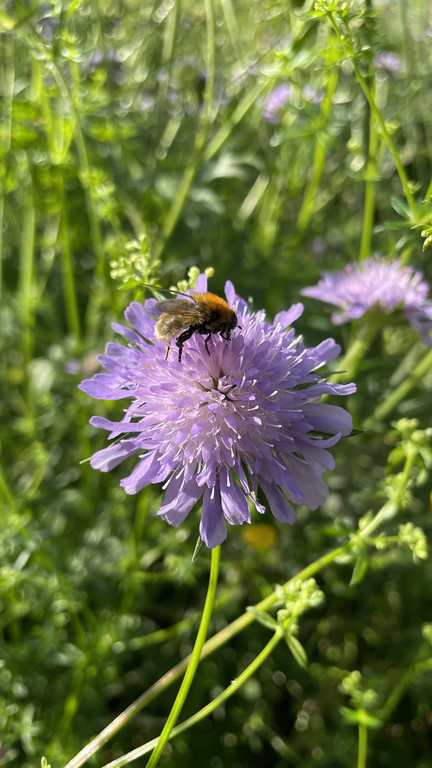 IMG_8665 2023-05-22 07_20_54.jpg