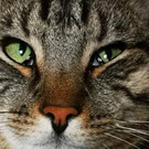 Tigerkater in Dornbirn vermisst