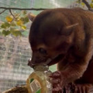 Exotische Wickelbären