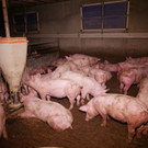 Warnung: Bilder von Tierleid