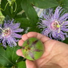 lubera