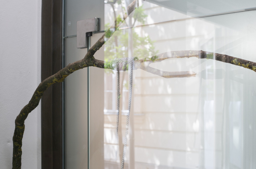 A Root_ a Limb_ a Cord_Foto Jumpei Shimada.jpg