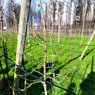 Obsthof Leiblachtal BAUMSCHNITTKURS B Praxis 02-03-2024 _8_.jpg