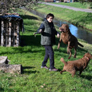 Lustenauer Vierbeiner unter den Schönsten weltweit 