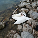 20240402_schwan1_gal.jpg