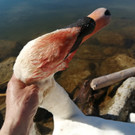 20240402_schwan2_gal.jpg
