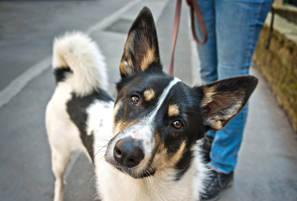 Hund Gassi gehen n.jpg