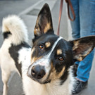 Hund Gassi gehen n.jpg