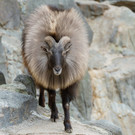 fb_himalaya_tahr_tgs_zupanc_02_1.jpg