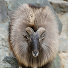 fb_himalaya_tahr_tgs_zupanc_02.jpg
