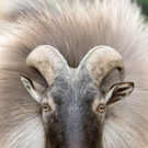 fb_himalaya_tahr_tgs_zupanc_01.jpg