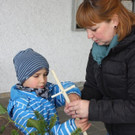 Palmenbinden in Rankweil