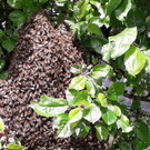 Eröffnung der AUSSTELLUNG „BIENEN ERLEBEN“