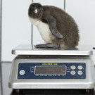 Felsenpinguinküken in Schönbrunn geschlüpft