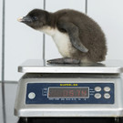 fb_felsenpinguin_2024_tgs_zupanc_02.jpg