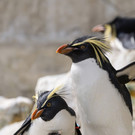 fb_felsenpinguin_aufzucht_tgs_zupanc_03.jpg