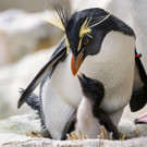 fb_felsenpinguin_aufzucht_tgs_zupanc_04.jpg