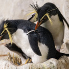 fb_felsenpinguin_aufzucht_tgs_zupanc_05.jpg