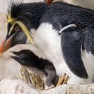 fb_felsenpinguin_aufzucht_tgs_zupanc_06.jpg