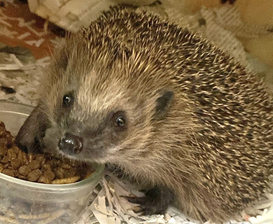 Igel _1_.jpg