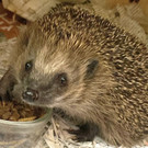 Das Igeldorf: Eine Zuflucht für stachelige Freunde