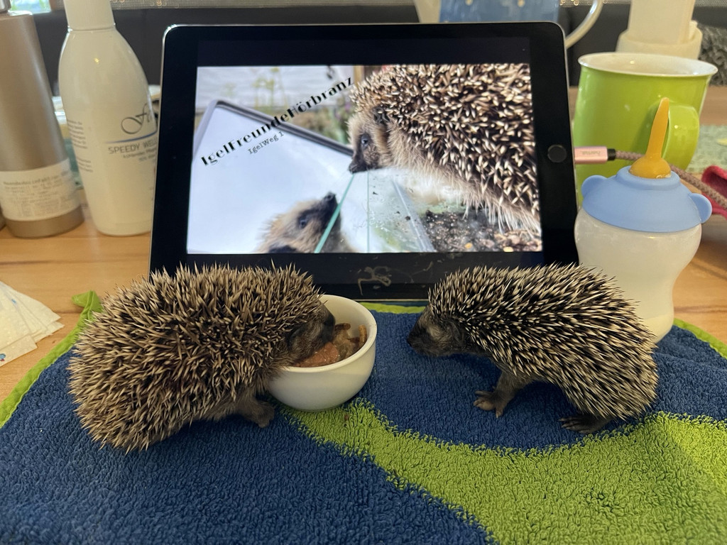 Igel _3_.jpg