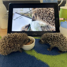 Igel _3_.jpg