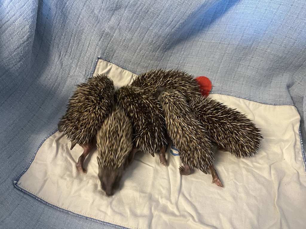 Igel _4_.jpg