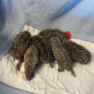 Igel _4_.jpg