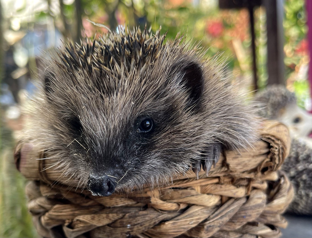 Igel _5_.jpg
