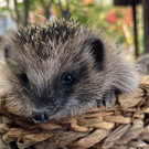 Igel _5_.jpg