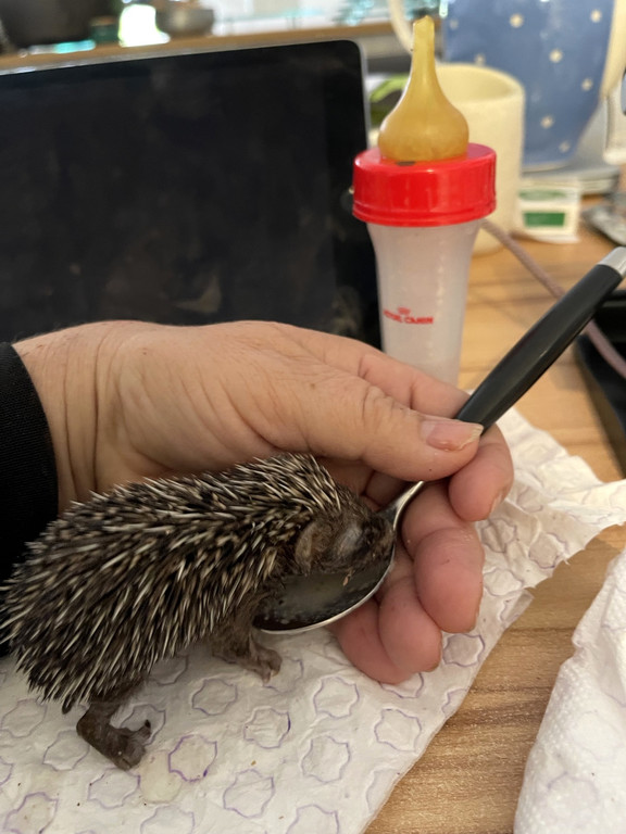 Igel _6_.jpg