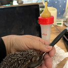 Igel _6_.jpg