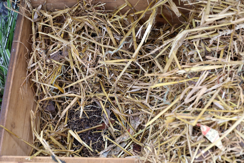 Igel _12_.jpg