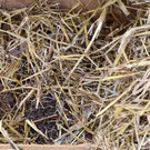 Igel _12_.jpg