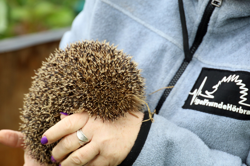 Igel _28_.jpg