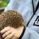 Igel _28_.jpg