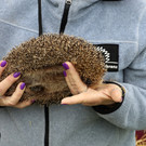 Igel _31_.jpg